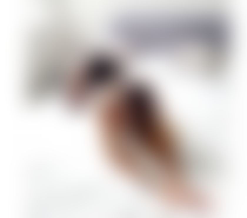 Trans Escorts Derbyshire Chesterfield - Photos for NATASHA TS NEW IN TOWN ONLY OUTCALLS PARTY